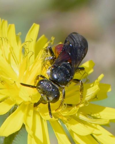 Réf. 248 313 : Sphecodes sp.